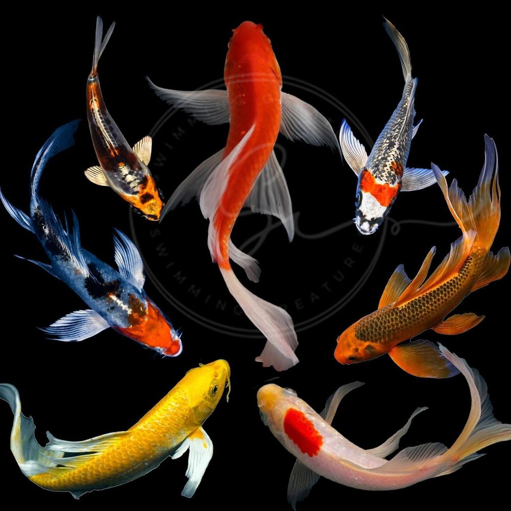 Aquarium Fish Live - 池や水槽用のアソートカラー活鯉（3～4匹）-6匹入りパック