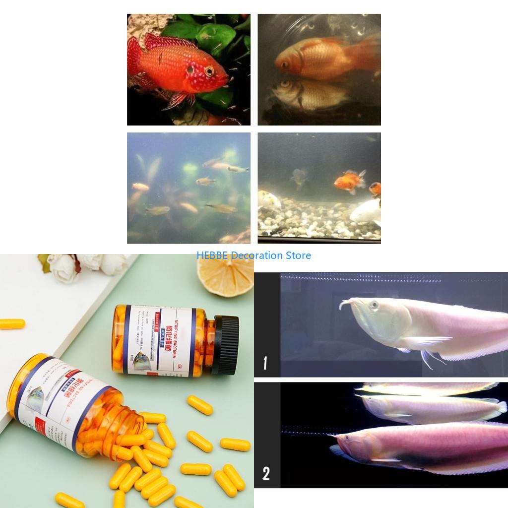 B0KC 30/80 PCS淡水用の硝化細菌カプセルおよびタ - Aquarium Fish Medicine のレビューと価格