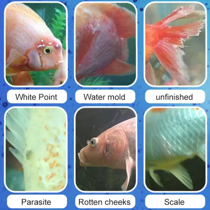 シケザン 魚病治療＆硝化細菌 |   淡水/海水用の抗炎症水 - Aquarium Fish Medicine のレビューと価格