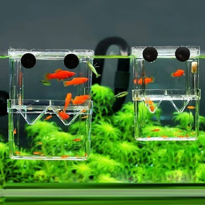 多機能水槽 高透明魚繁殖隔離ボックス 水槽用繁殖器 ダブルグ - Aquarium Fish Medicine のレビューと価格